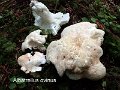 Albatrellus ovinus-amf2150